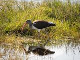 Juvenile Ibis