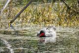 Moorhen