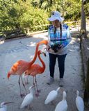 Barbie Feeding Flamingos