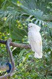 Cockatoo