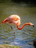 Flamingo on One Leg