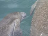 2 Manatees