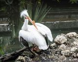 White Pelican Posing over Shoulder