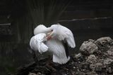 White Pelican Preening