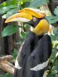 Great Indian Hornbill