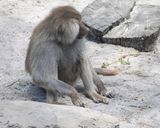 Baboon