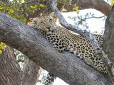 Leopard in Tree