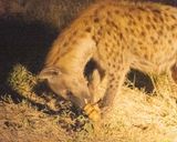 Spotted Hyena