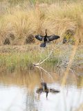 Anhinga Drying