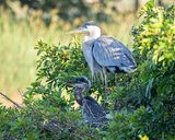 Great Blue Heron with Chick