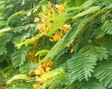 Tree w Orange Blossoms
