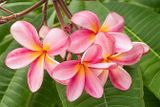 Plumeria