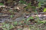 IMG_0944-Sh.jpg