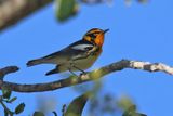 Blackburnian Warbler