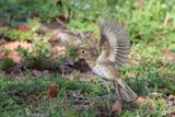 Swainson Thrush