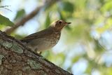 Swainson Thrush