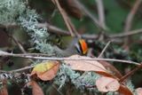 Golden crowned Kinglet