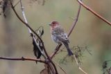 house finch