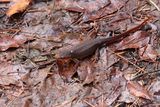 rough skinned newt