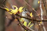 White throated sparrow