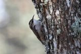 Brown Creeper