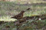 Varied thrush