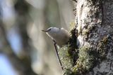 White breasted Nuthatch