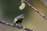 Yellow rump Warbler