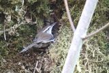 Bewicks Wren