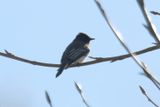 Black phoebe