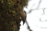 Red breasted Nuthatch