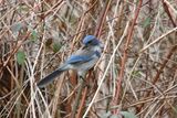 Western Scrub Jay
