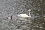 Canvasback and Tundra Swan