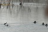 Male and Female Buffleheads