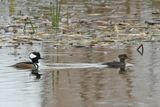 Male and Femal Hooded Mergansers