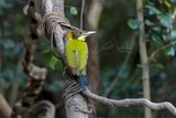 Greater Yellownape, Chrysophlegma flavinucha