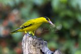 Black-naped Oriole, Oriolus chinensis