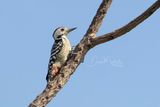 Fulvous-breasted Woodpecker, Dendrocopos macei