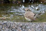 Taiga Flycatcher, Ficedula albicilla