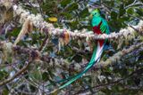 Resplendent Quetzal (Pharomachrus mocinno)