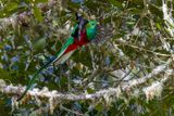 Resplendent Quetzal (Pharomachrus mocinno)