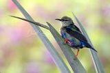 Red-legged Honeycreeper (Cyanerpes cyaneus)