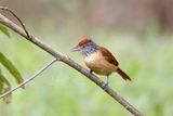 Barred Antshrike (Thamnophilus doliatus)