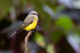 Tropical Kingbird (Tyrannus melancholicus)