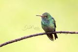 Rufous-tailed Hummingbird (Amazilia tzacatl)