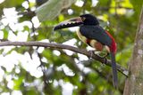 Collared Aracari (Pteroglossus torquatus)