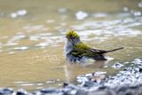 Chestnut-sided Warbler (Setophaga pensylvanica)