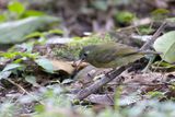 Olive-streaked Flycatcher (Mionectes olivaceus)