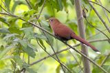 Squirrel Cuckoo (Piaya cayana)