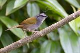 Black-striped Sparrow (Arremonops conirostris)